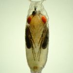 fruit fly pupa