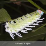 atlas moth caterpillar