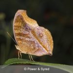 leafwing butterfly