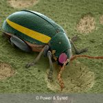 turnip flea beetle