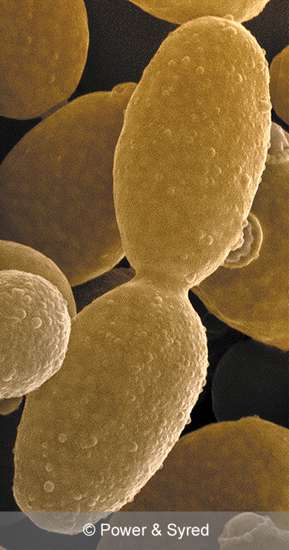 Micro Organisms - PS micrographs