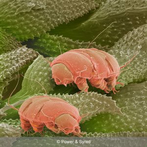 water bears