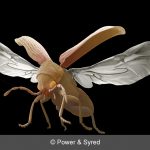 woodworm beetle