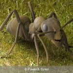 formica ant