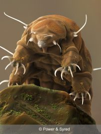 research on water bear