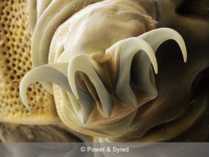 water bear