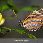 longwing butterfly