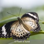 lacewing butterfly