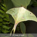 indian moon moth