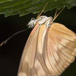 julia butterfly
