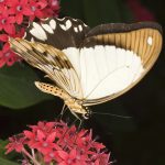 mocker swallowtail butterfly