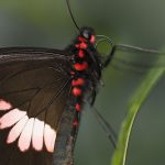mormon butterfly