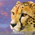 cheetah