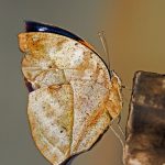 indian leaf butterfly