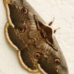 great peacock moth