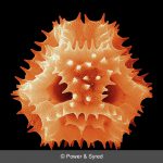 dandelion pollen