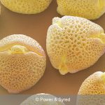 ivy pollen
