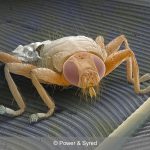 parasitic fly