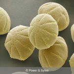 pitcher plant pollen
