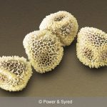 jatropha pollen