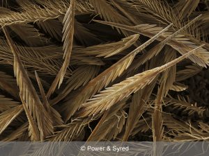 spider hairs
